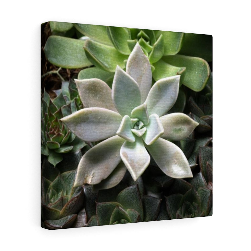 Succulent - Array - Canvas