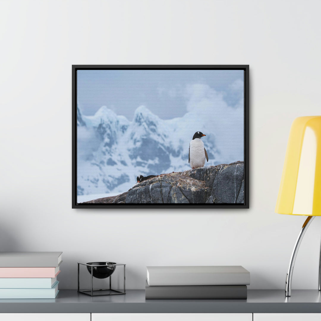 Poised Penguin - Canvas with Frame