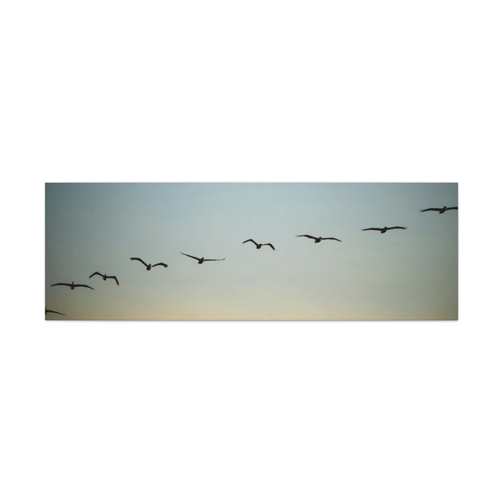 Brown Pelicans in Flight - Canvas