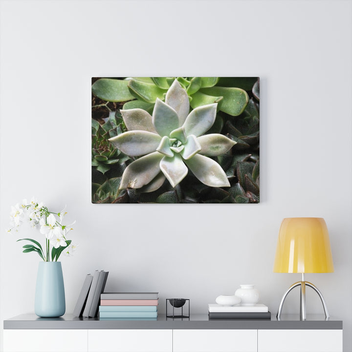 Succulent - Array - Canvas