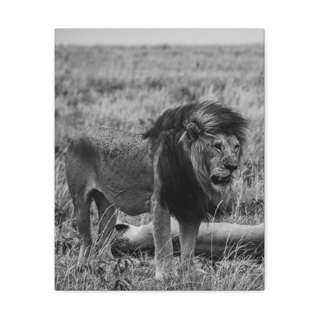 Mating Lions in Black and White - Canvas