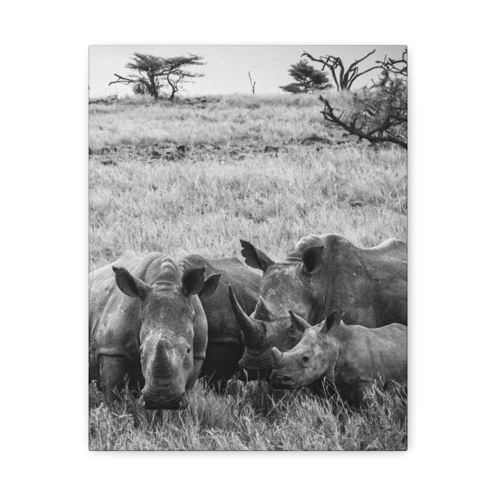 Rhino Family in Black and White - Canvas