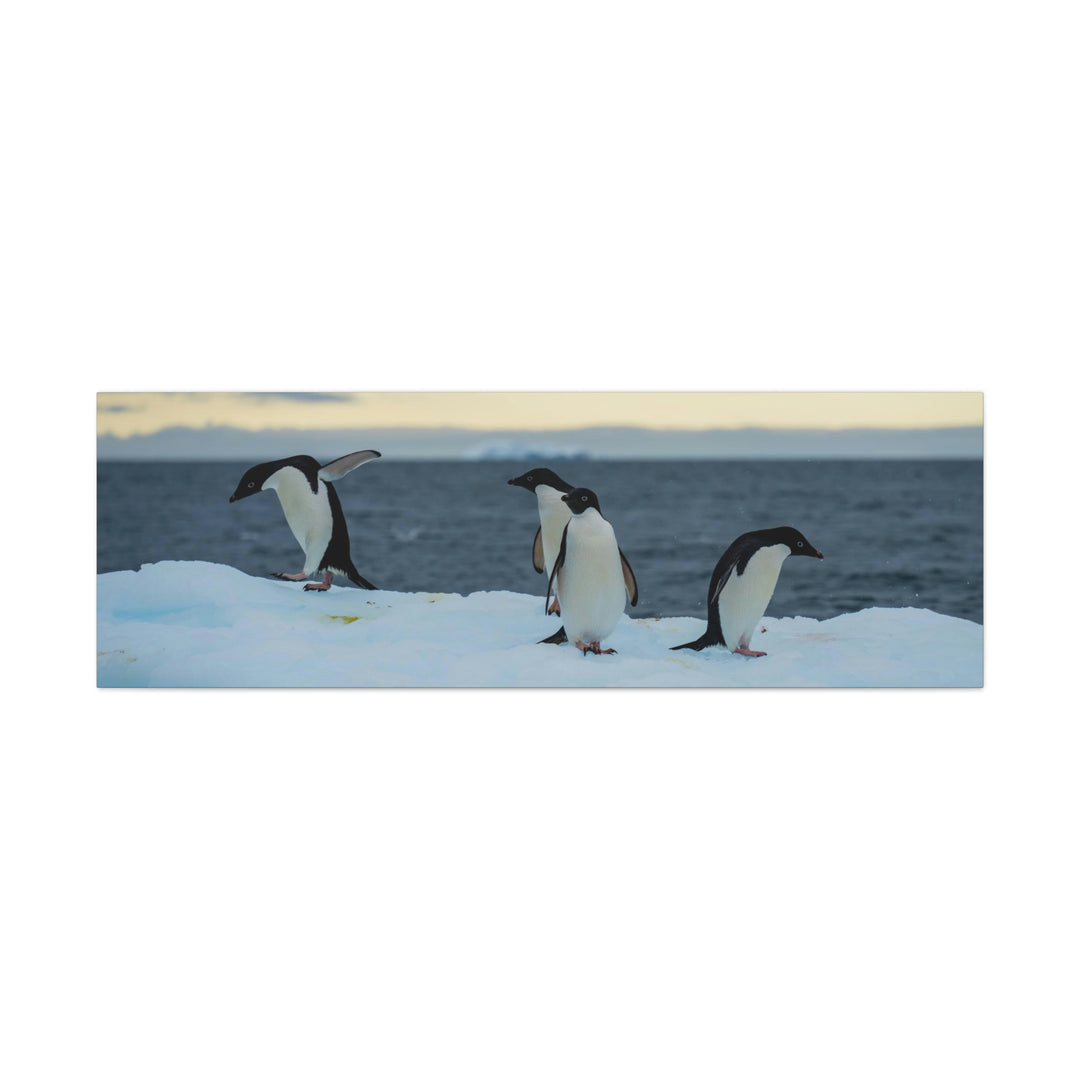 Penguin Dance - Canvas