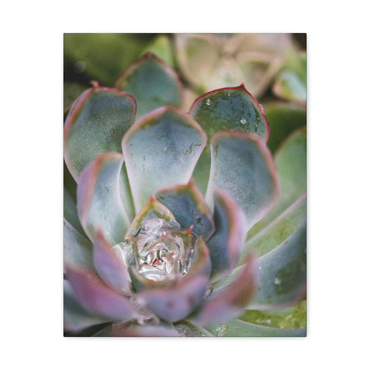 Stunning Succulent - Canvas