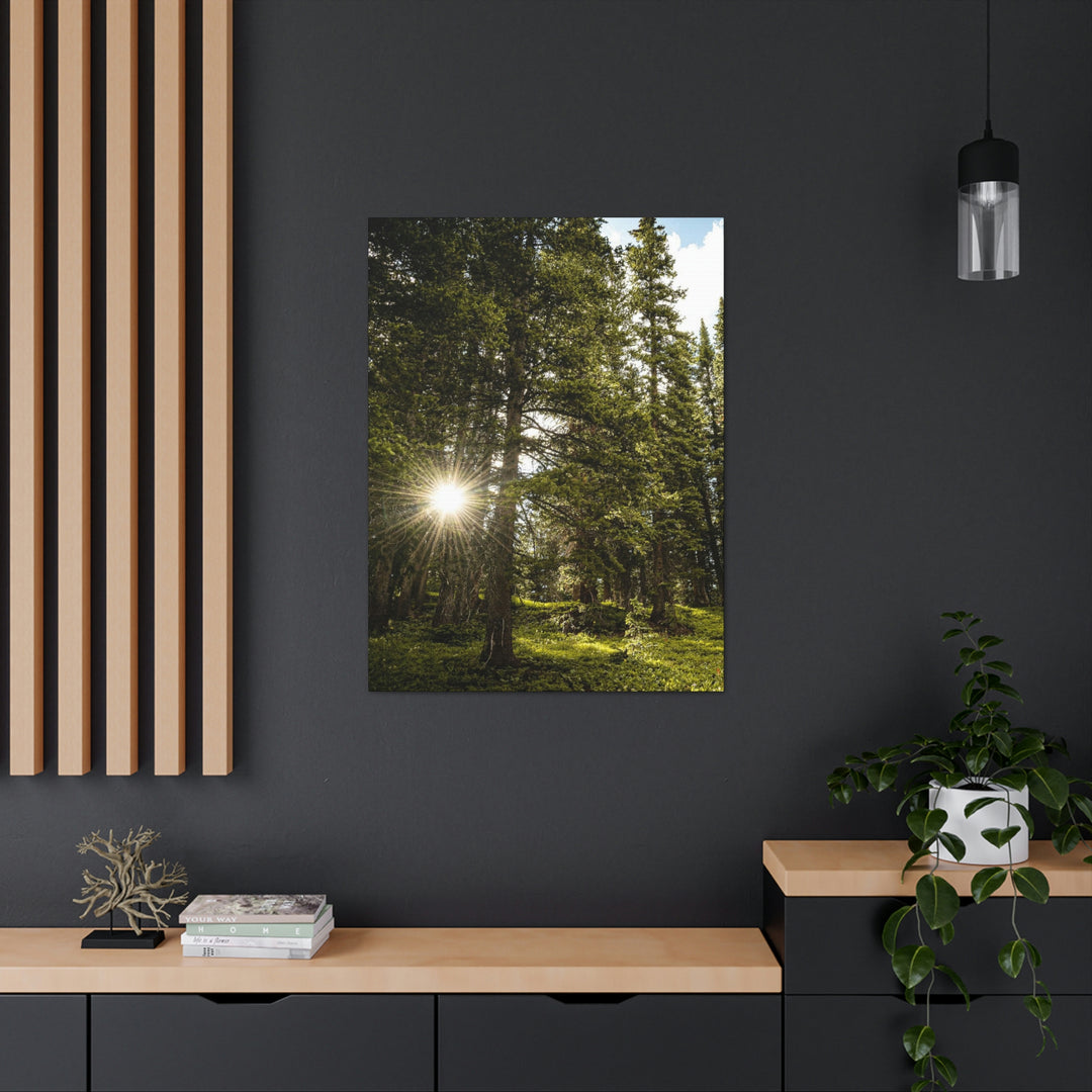 Forest Light - Canvas