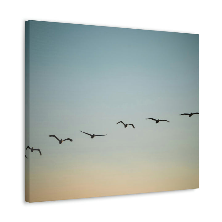 Brown Pelicans in Flight - Canvas