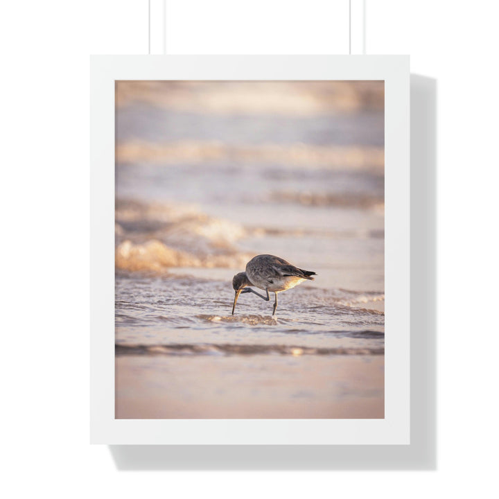 Willet Itch - Framed Print