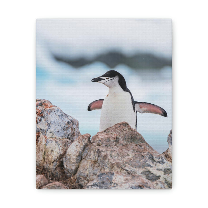 Stretched Penguin - Canvas