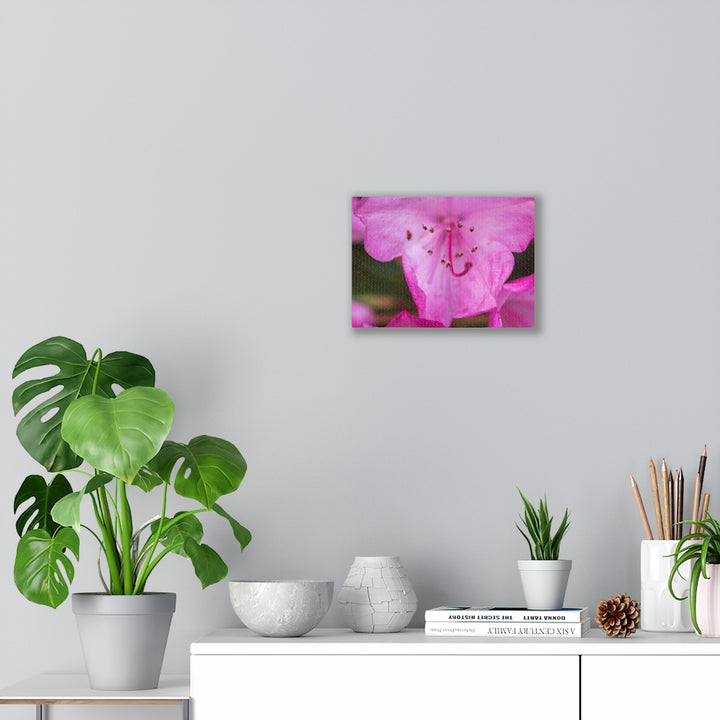 Soft Pinks - Canvas