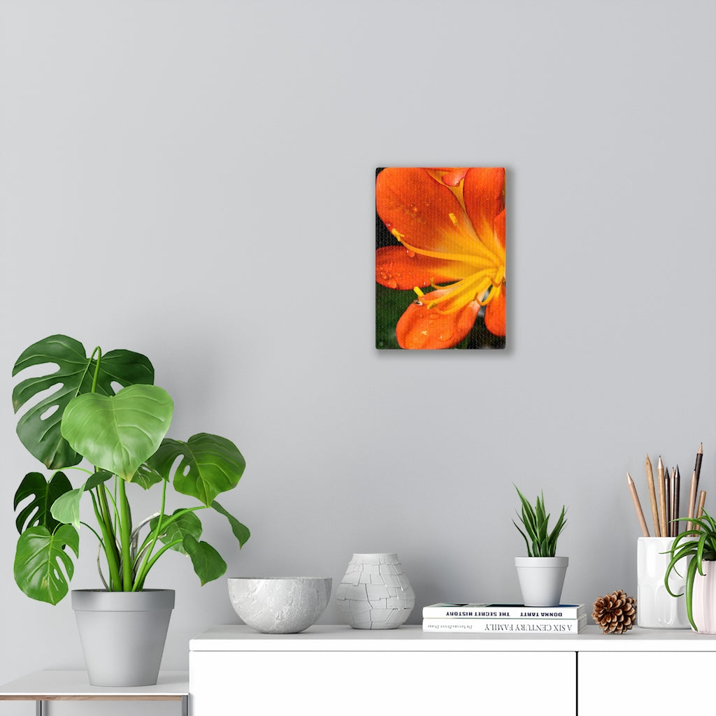 Bright Bush Lily - Canvas