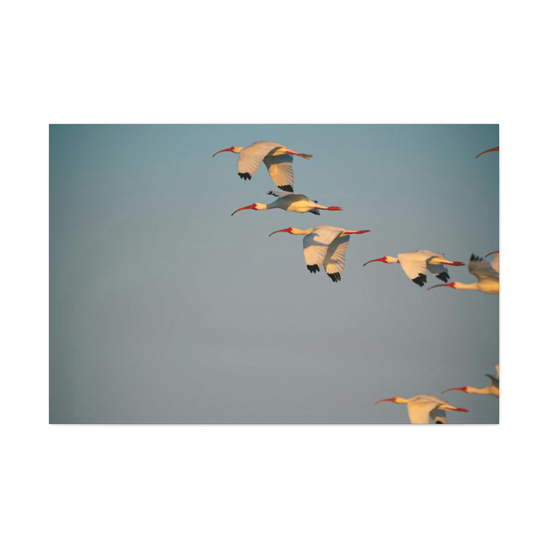 White Ibis in Flight - Canvas