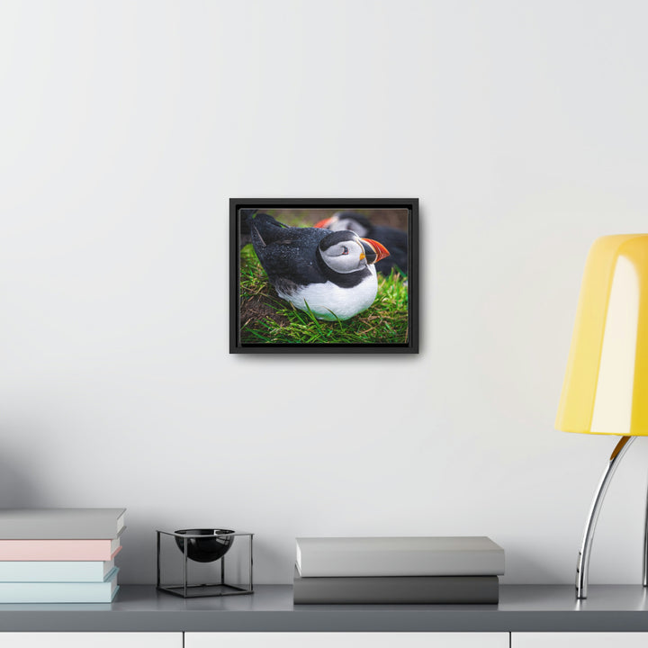 Resting Puffin - Canvas with Frame