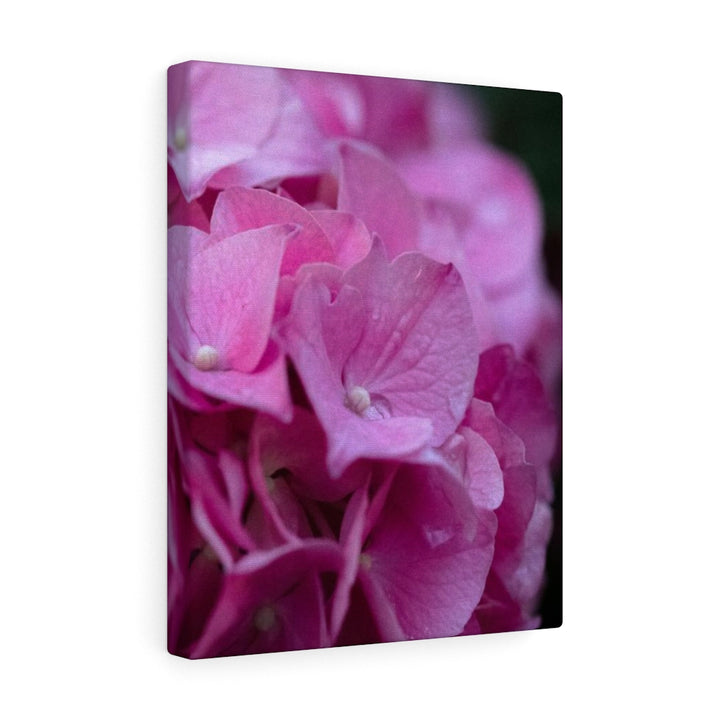 Pink Hydrangea Detail - Canvas