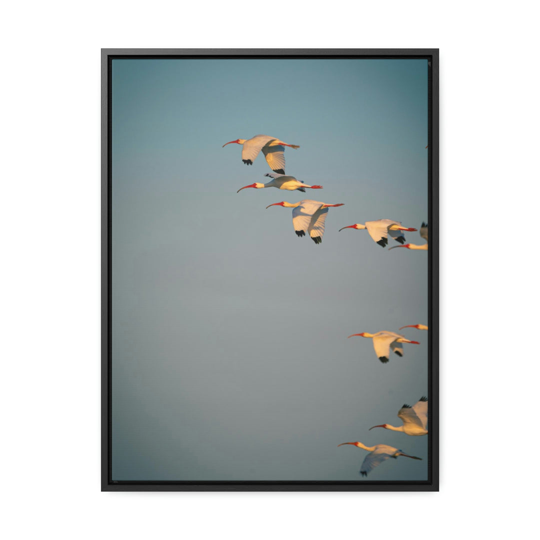 White Ibis in Flight - Canvas with Frame