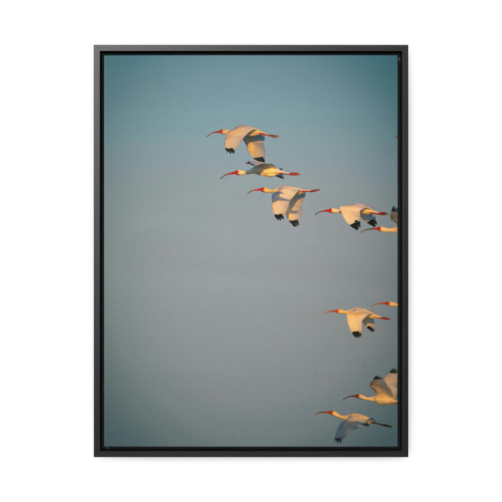 White Ibis in Flight - Canvas with Frame