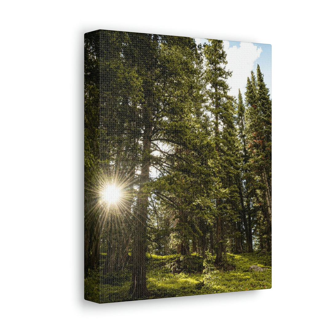 Forest Light - Canvas