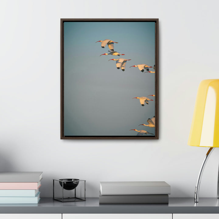 White Ibis in Flight - Canvas with Frame