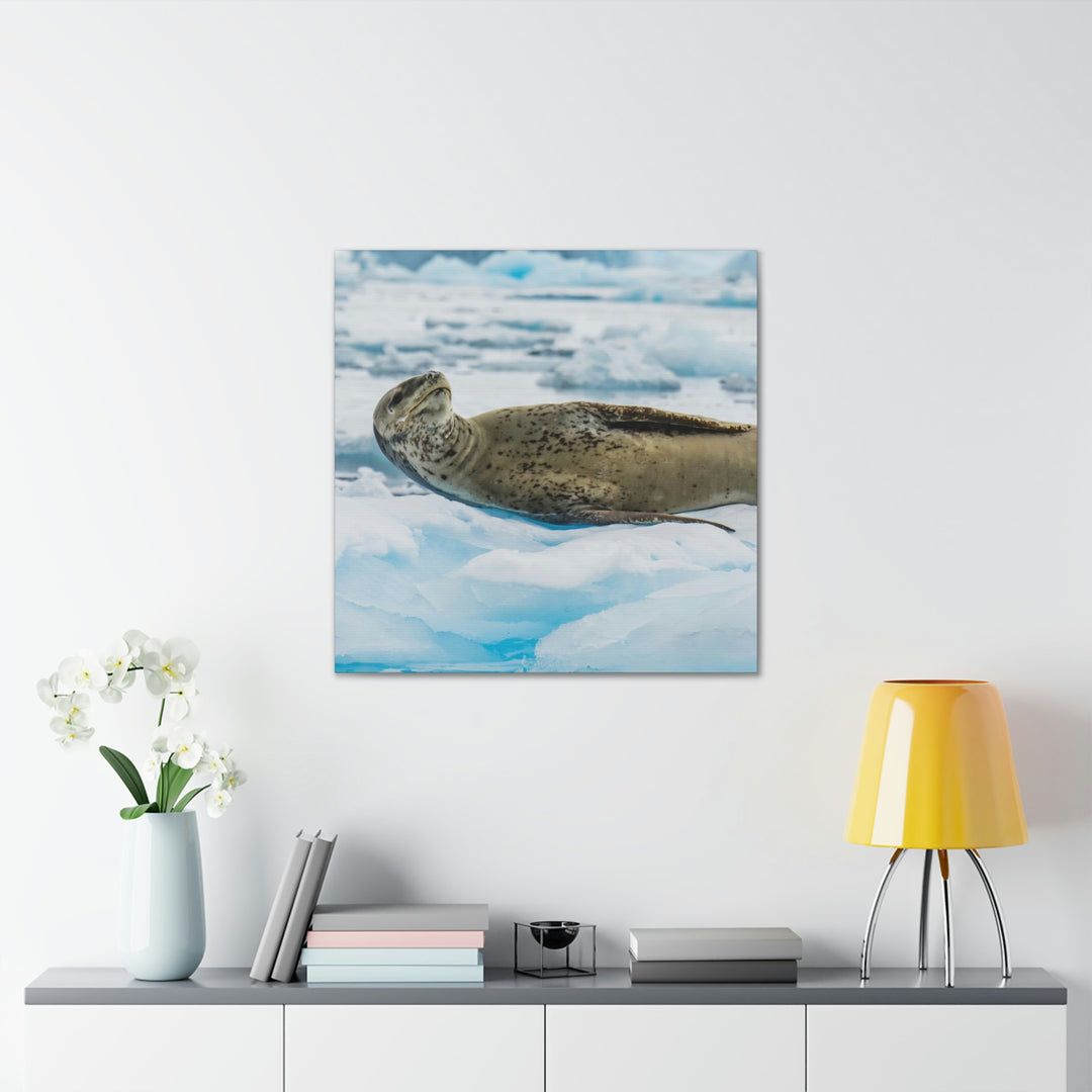 Leopard Seal Relaxing - Canvas