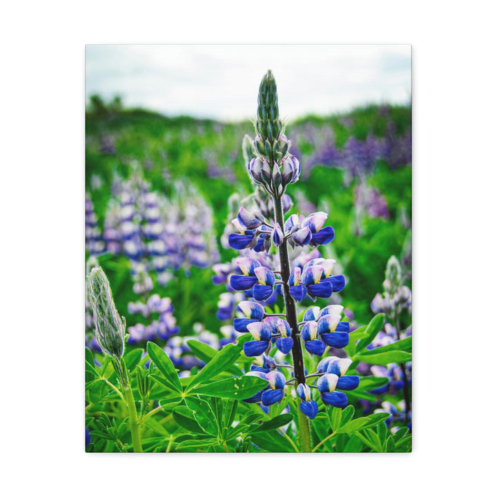 Glowing Lupin - Canvas