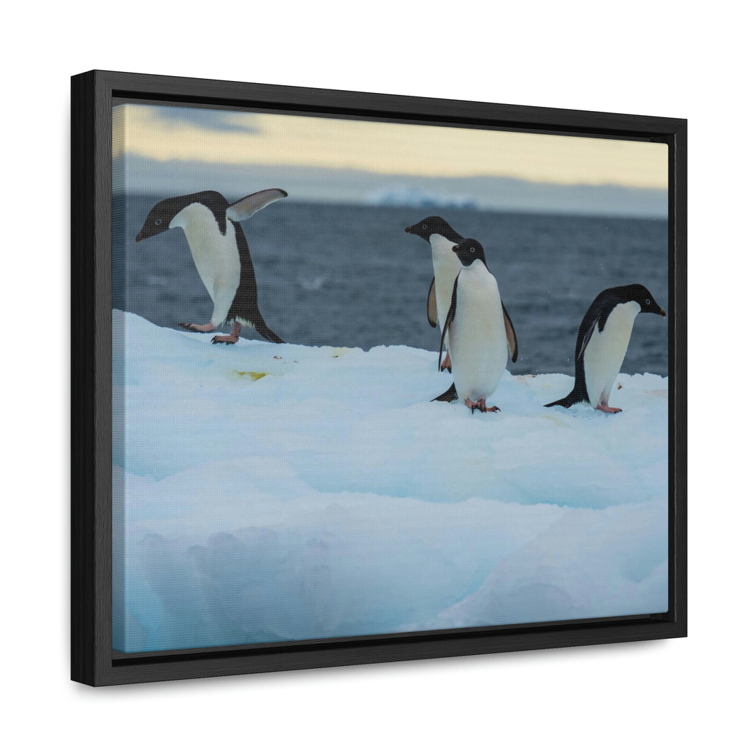 Penguin Dance - Canvas with Frame