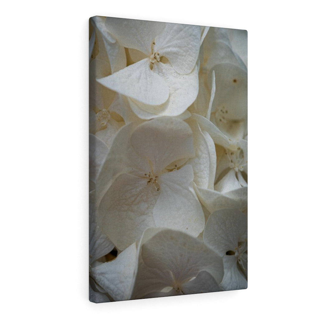 White Hydrangea Detail - Canvas