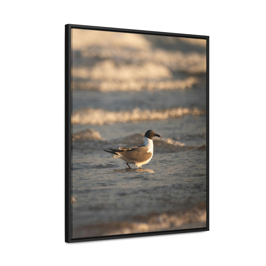 Laughing Gull in the Surf - Canvas with Frame