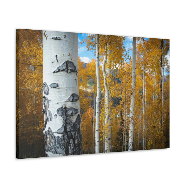 Aspens Changing - Canvas