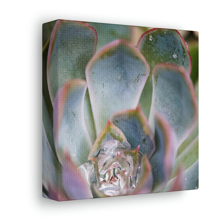 Stunning Succulent - Canvas