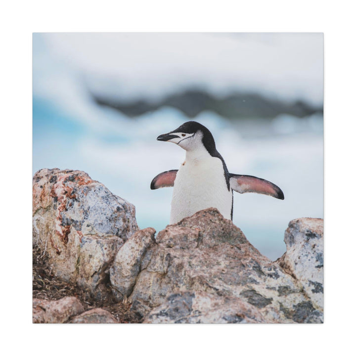 Stretched Penguin - Canvas