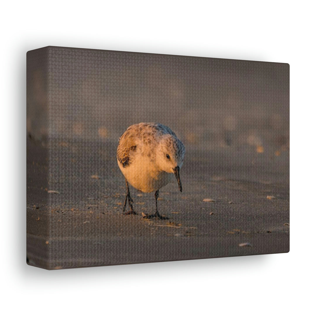 Feeding Sanderling - Canvas