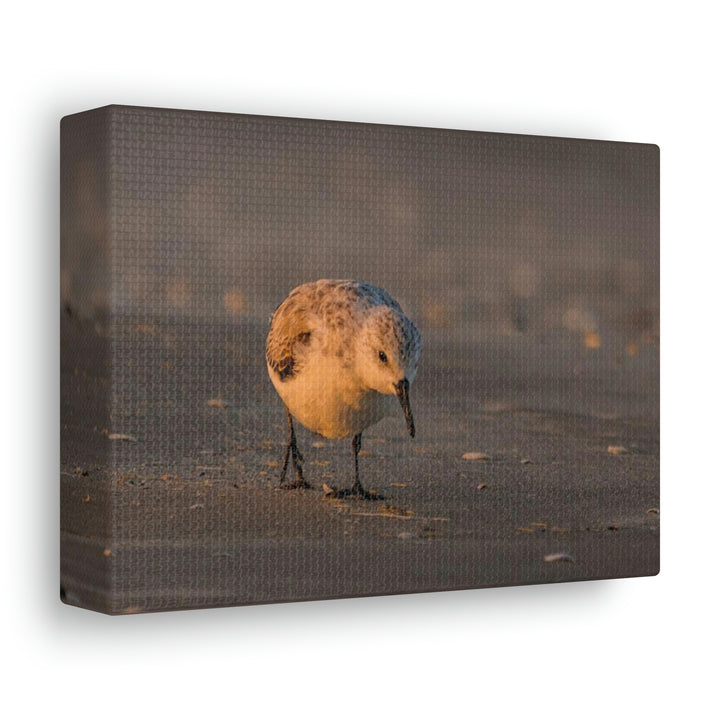 Feeding Sanderling - Canvas