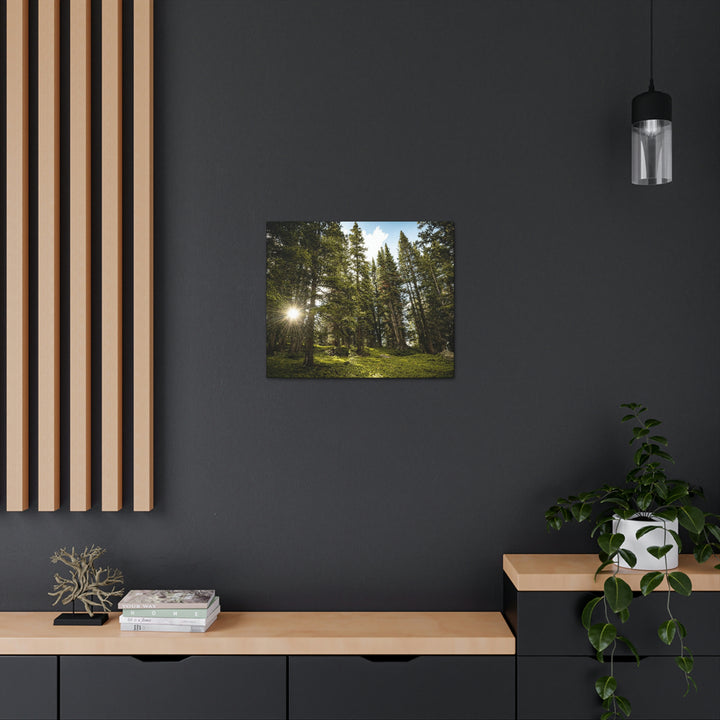 Forest Light - Canvas