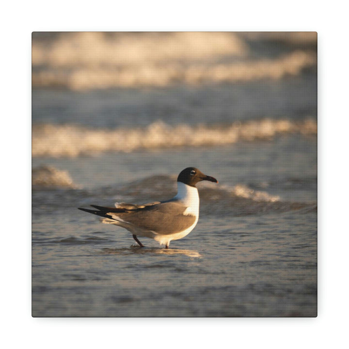 Laughing Gull in the Surf - Canvas