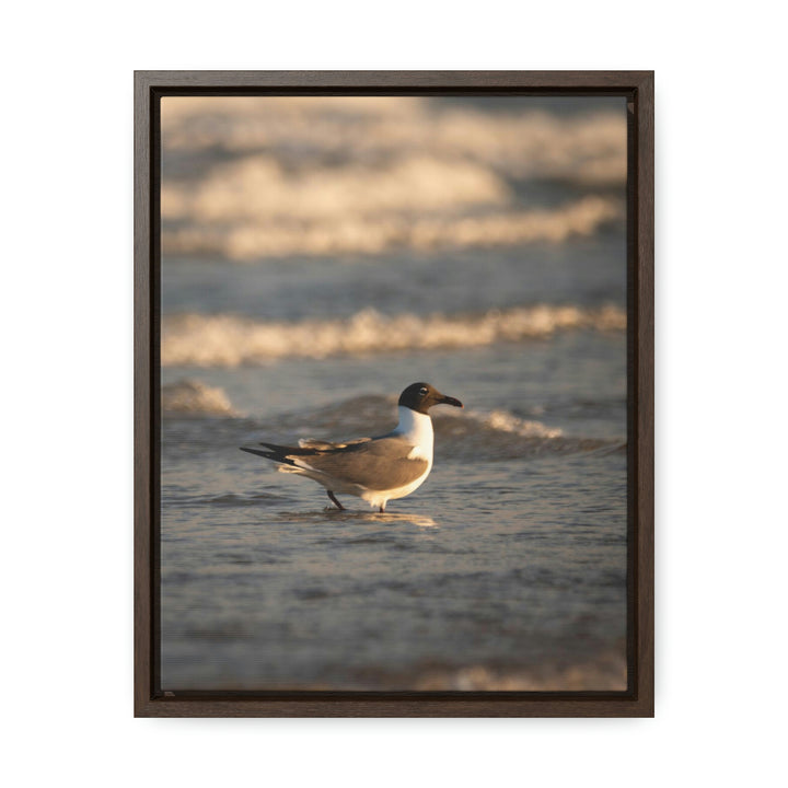 Laughing Gull in the Surf - Canvas with Frame