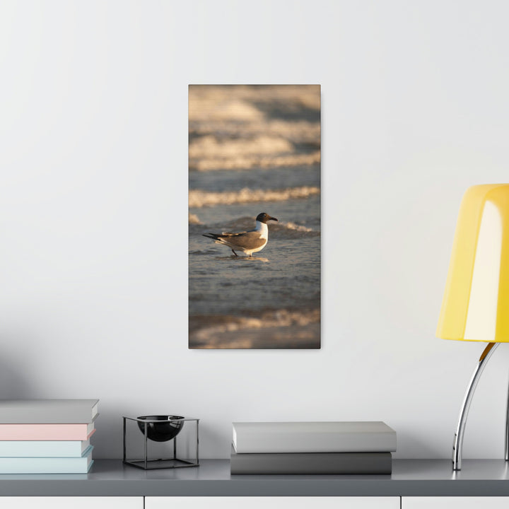 Laughing Gull in the Surf - Canvas