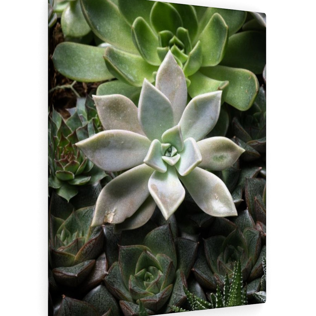 Succulent - Array - Canvas