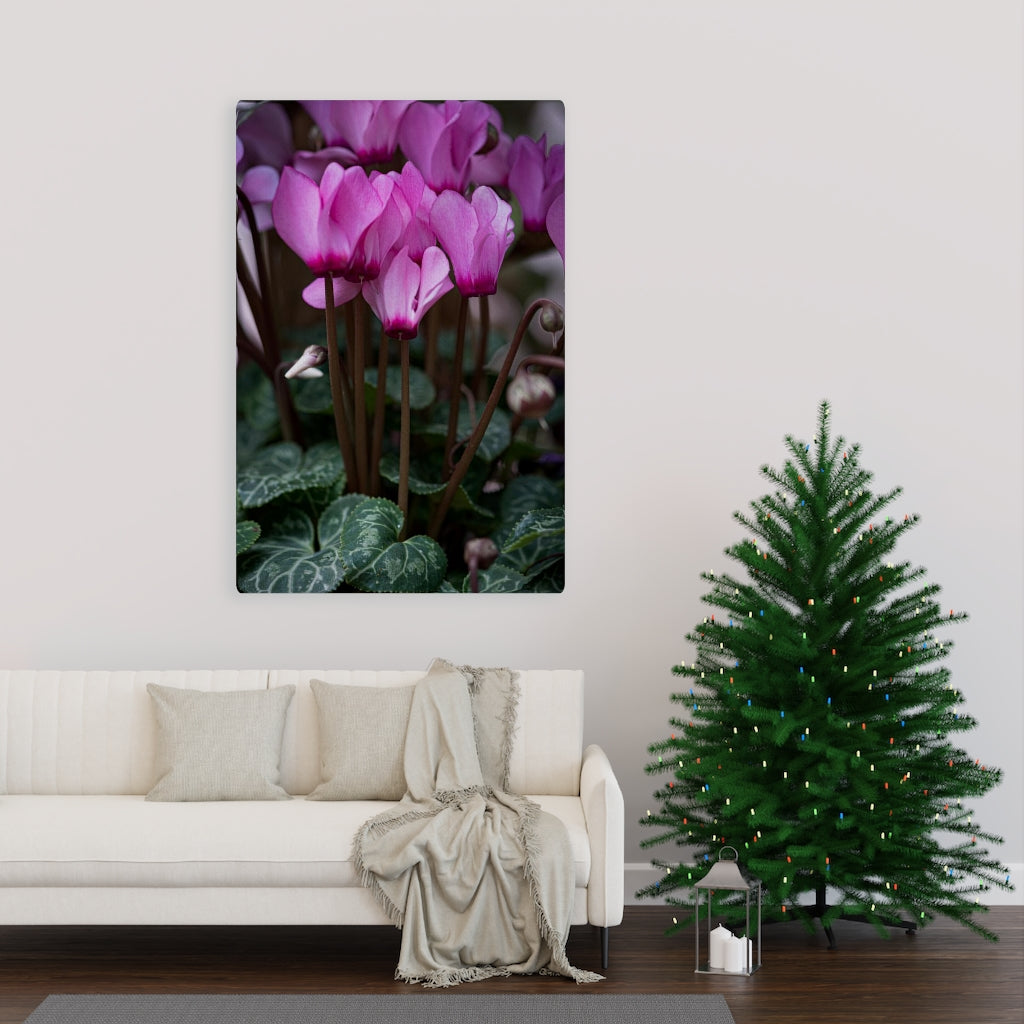 Cyclamen Reach - Canvas