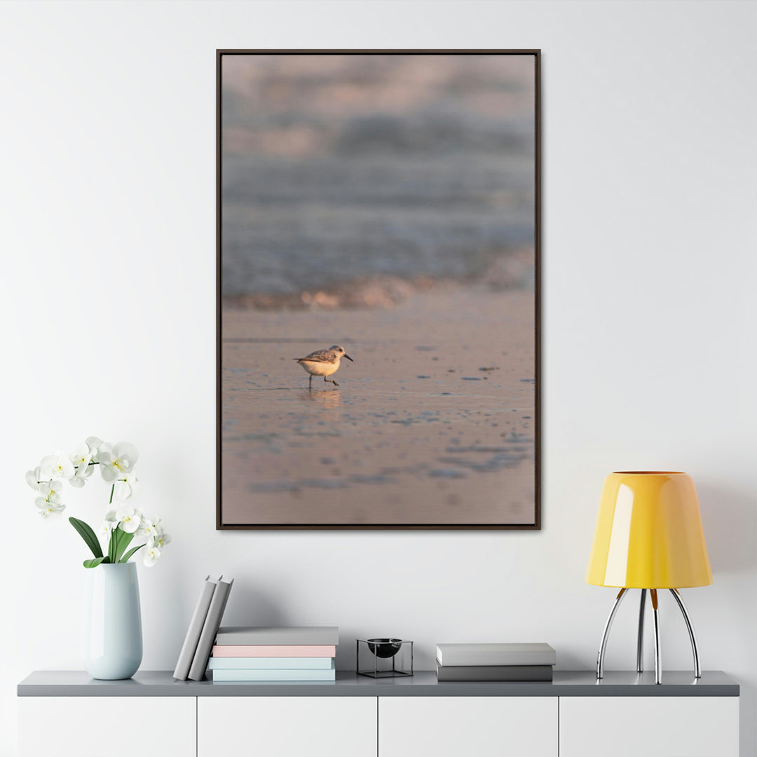 Sanderling in Soft Dusk Light - Canvas with Frame