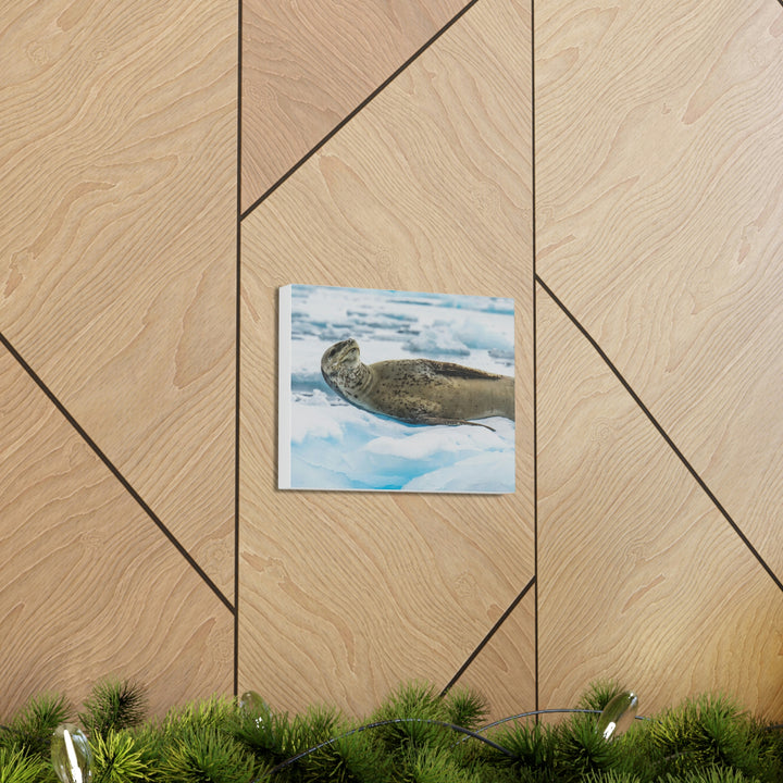 Leopard Seal Relaxing - Canvas