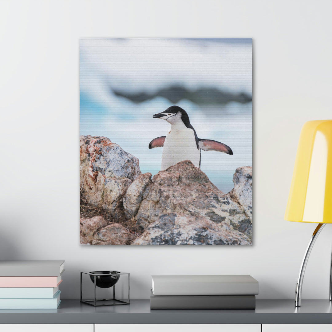 Stretched Penguin - Canvas