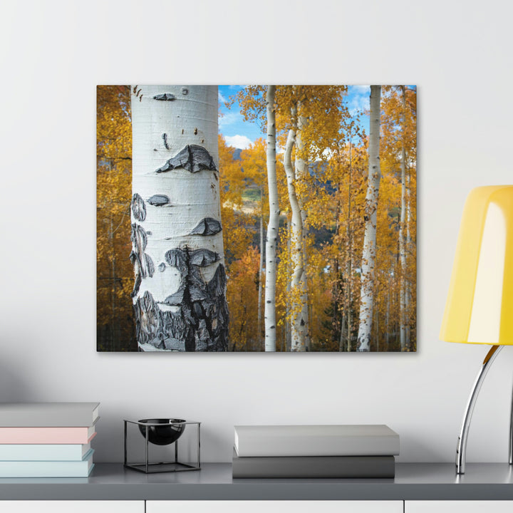 Aspens Changing - Canvas