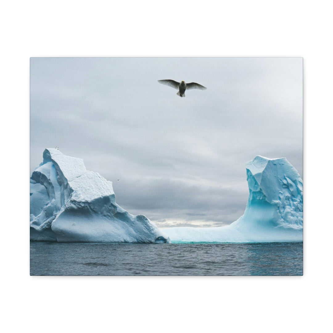 Antarctic Flight - Canvas