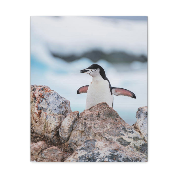 Stretched Penguin - Canvas