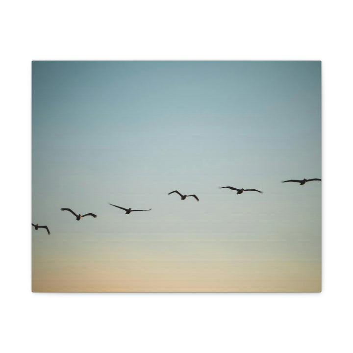 Brown Pelicans in Flight - Canvas