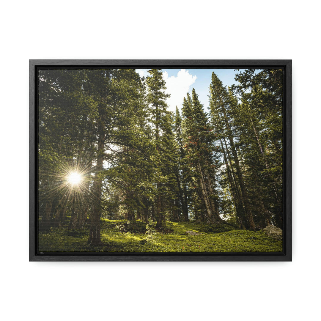 Forest Light - Canvas with Frame