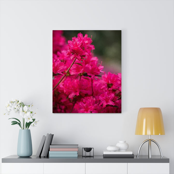 Full Bloom - Canvas