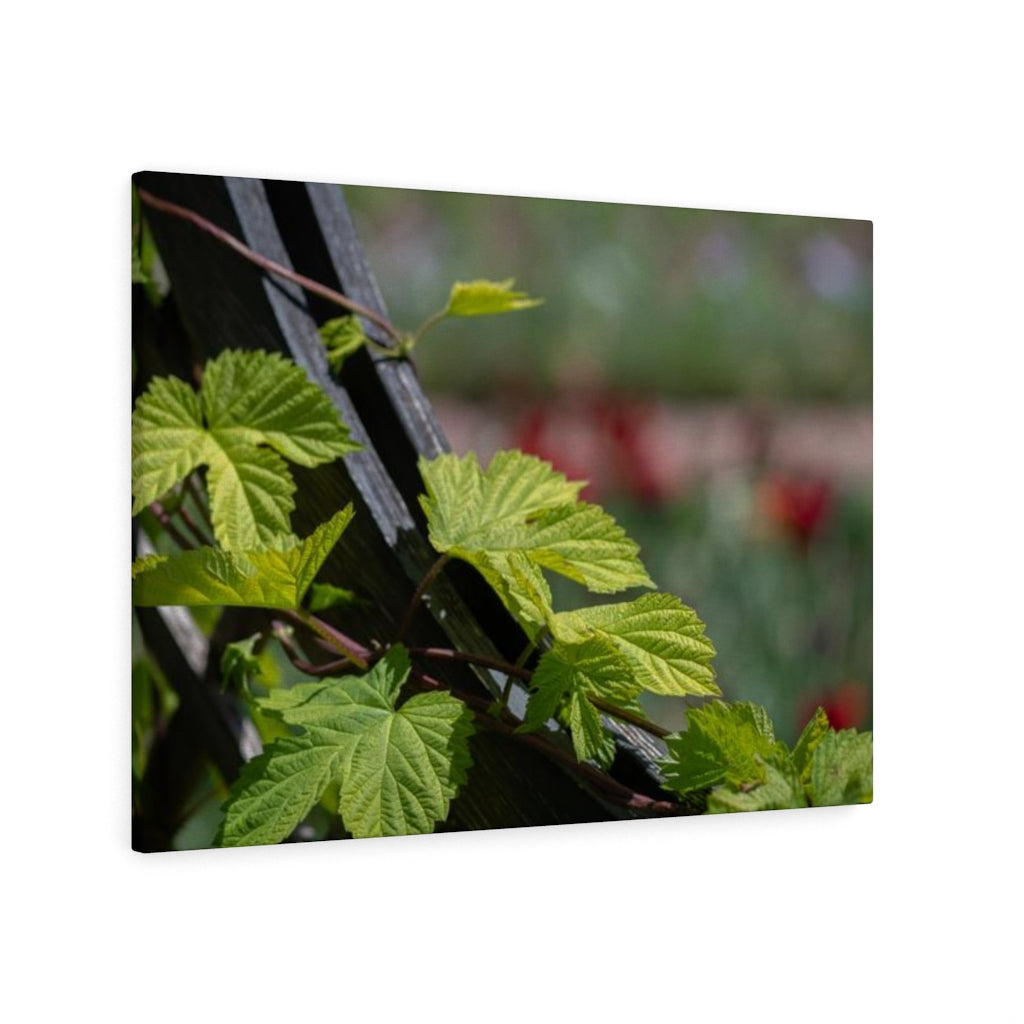 Ivy-Covered Fence - Canvas