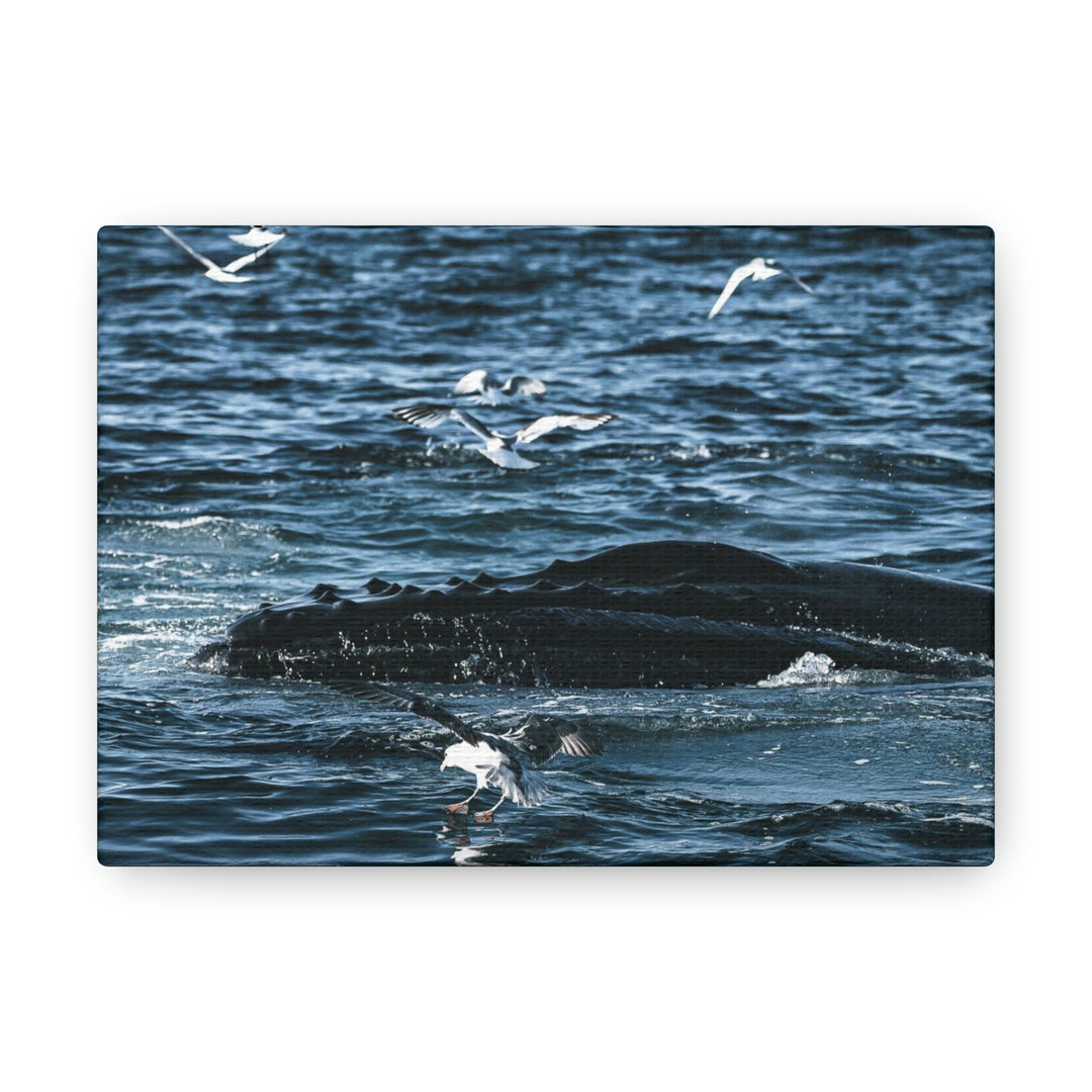 Humpback Hello - Canvas