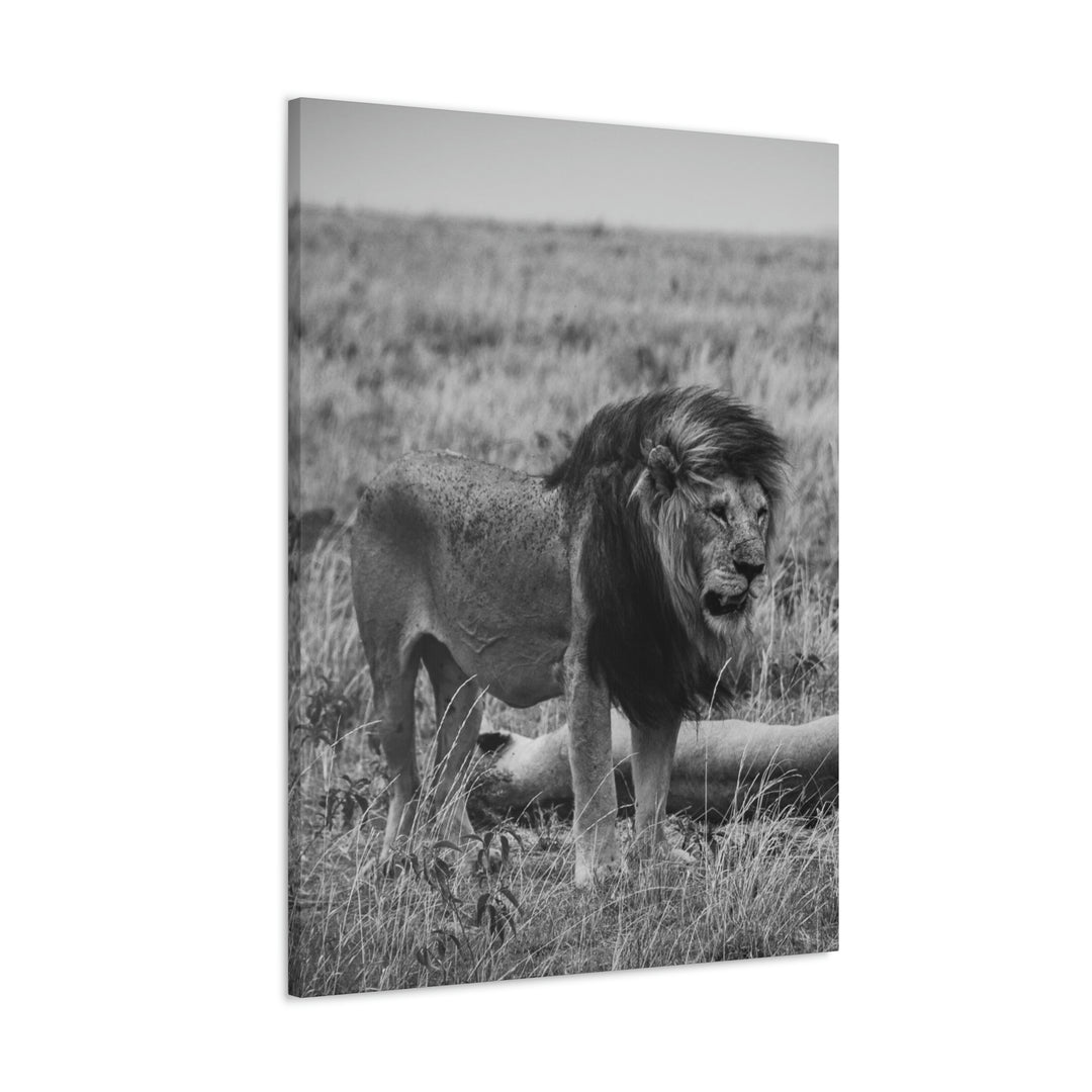 Mating Lions in Black and White - Canvas