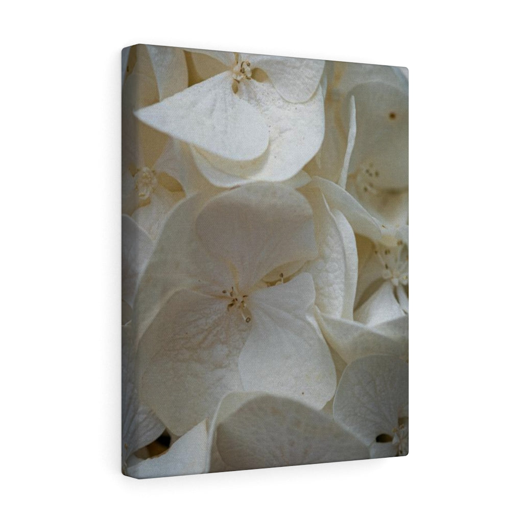 White Hydrangea Detail - Canvas